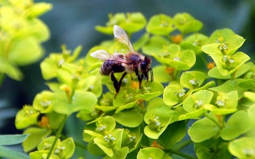 BdS-Wintertagung: Ressourcen schonen und Insekten schützen