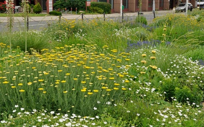 Silbersommer Mannheim (Foto: C. Schmidt)