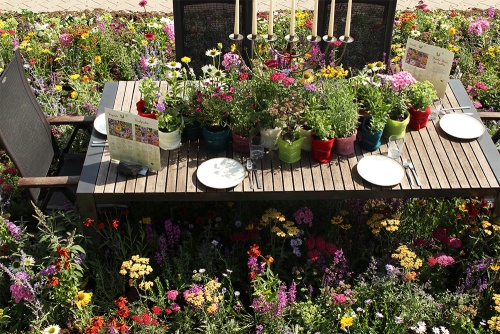 Wer an dieser Tafel Platz nimmt hört es summen und brummen – denn die Stauden werden von Insekten mit großem Appetit angeflogen.