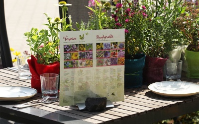 Stauden-Menue für Insekten