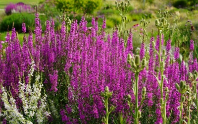 Staude des Jahres 2024 - Lythrum