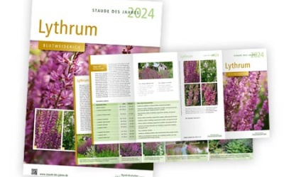 Werbemittel zur Staude des Jahres 2024: Lythrum