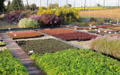 Stauden-Menue für Insekten