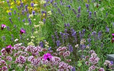 Heimische Stauden kombiniert mit Stauden, die das oft überhitzte Stadtklima gut vertragen, sind für Insekten wie Menschen lange attraktiv.