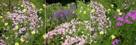 Eine farbenfrohe, heitere Staudenkombination mit frischgrnem Laub und guter Bodendeckung. Zur Hauptbltezeit dominieren rosa und blaue Tne. Den Herbstaspekt garantieren die Solitrstauden. 