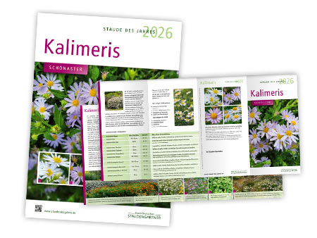 Werbemittel - Staude des Jahres 2026