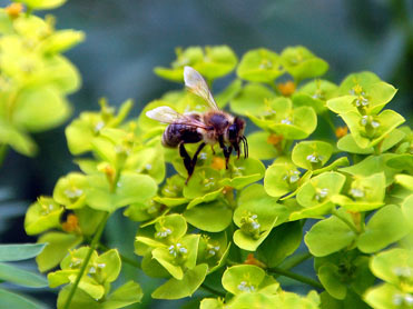 BdS-Wintertagung: Ressourcen schonen und Insekten schützen